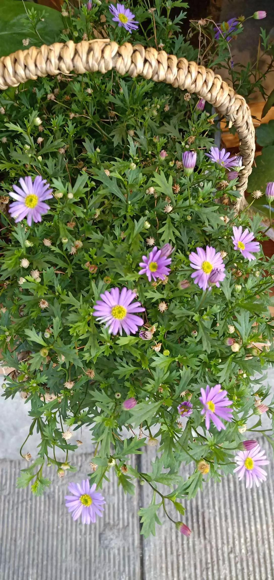 所有花的名称大全,认识各种花的寓意