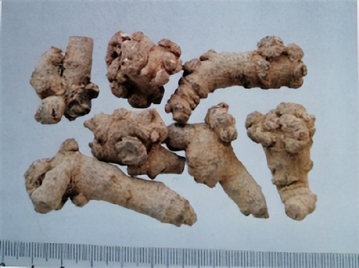 三七和金不换是一样的吗,金不换和三七是同一种中药吗