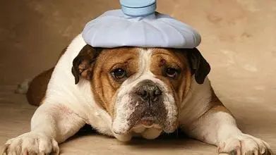 寄生虫感染严重的狗狗,狗狗巴贝斯虫生病了临死的征兆