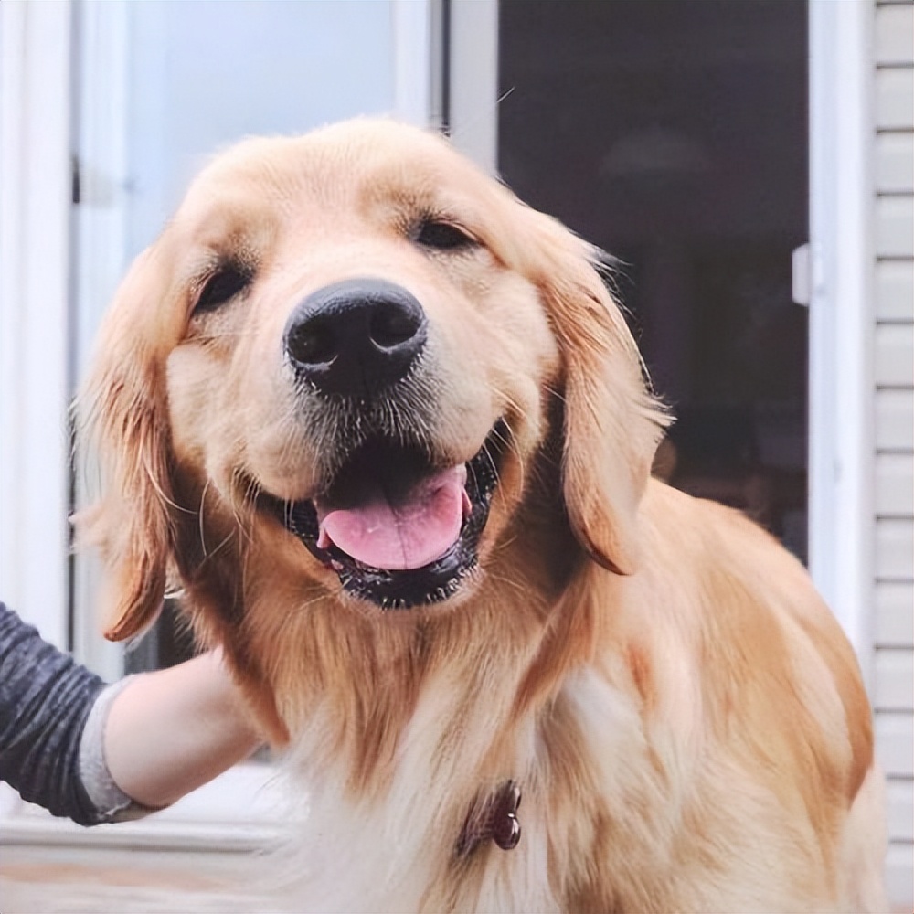 新手养狗养什么狗,新手养狗什么狗最忠诚