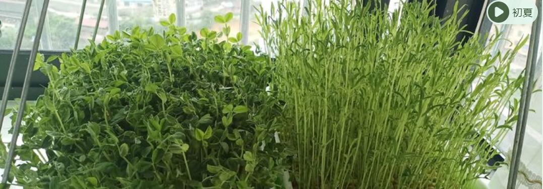 豆芽发苗神器,家用豆芽机发豆芽菜的简单方法