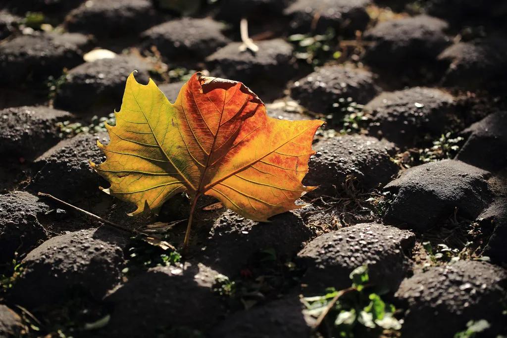 一句落叶归根，给儿女带来了无尽的烦恼:买墓地