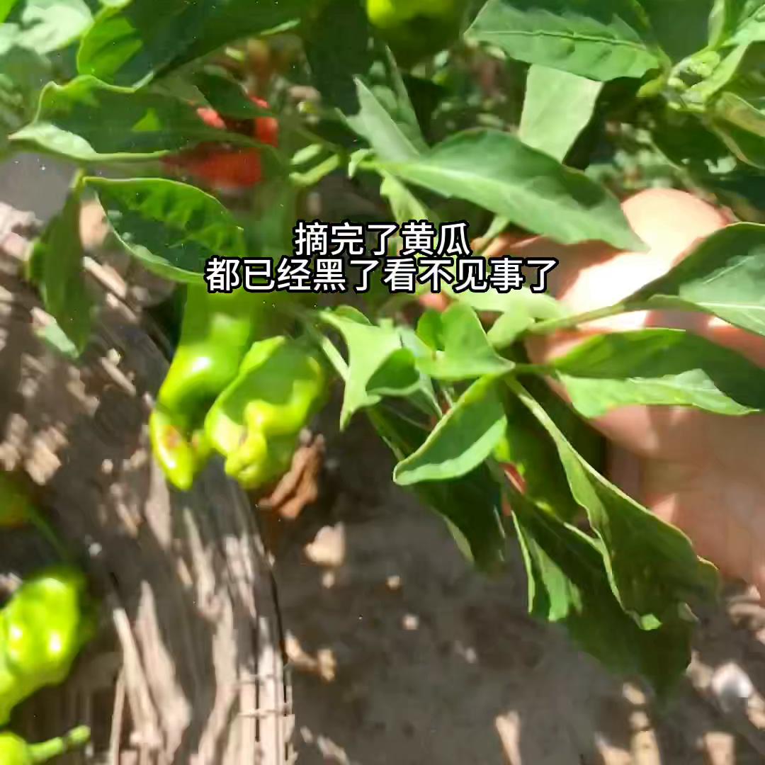 腌黄瓜啥都有了还有辣椒,没有太阳新鲜的黄瓜怎样腌黄瓜干