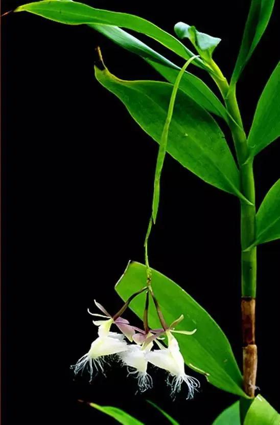 十种最有名的兰花图片,最美的100种兰花图片