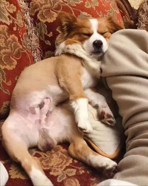 狗狗为什么爱趴在主人胸前睡觉,狗狗不愿意和主人睡