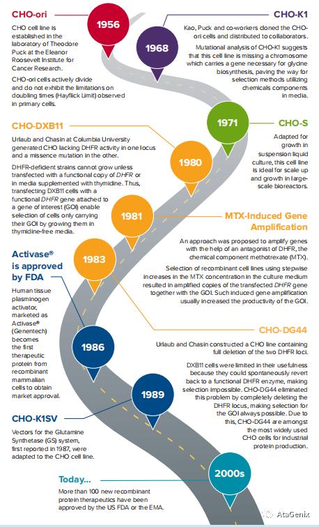 cho细胞是中国仓鼠卵巢细胞吗,中国仓鼠卵巢细胞属于什么细胞