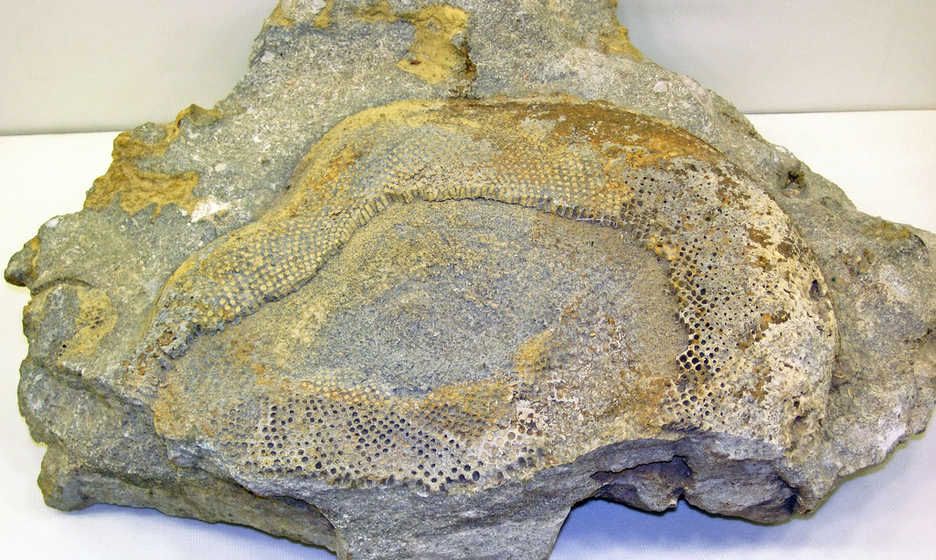 地球石油真实储量排名,地球石油储量还能用多少年