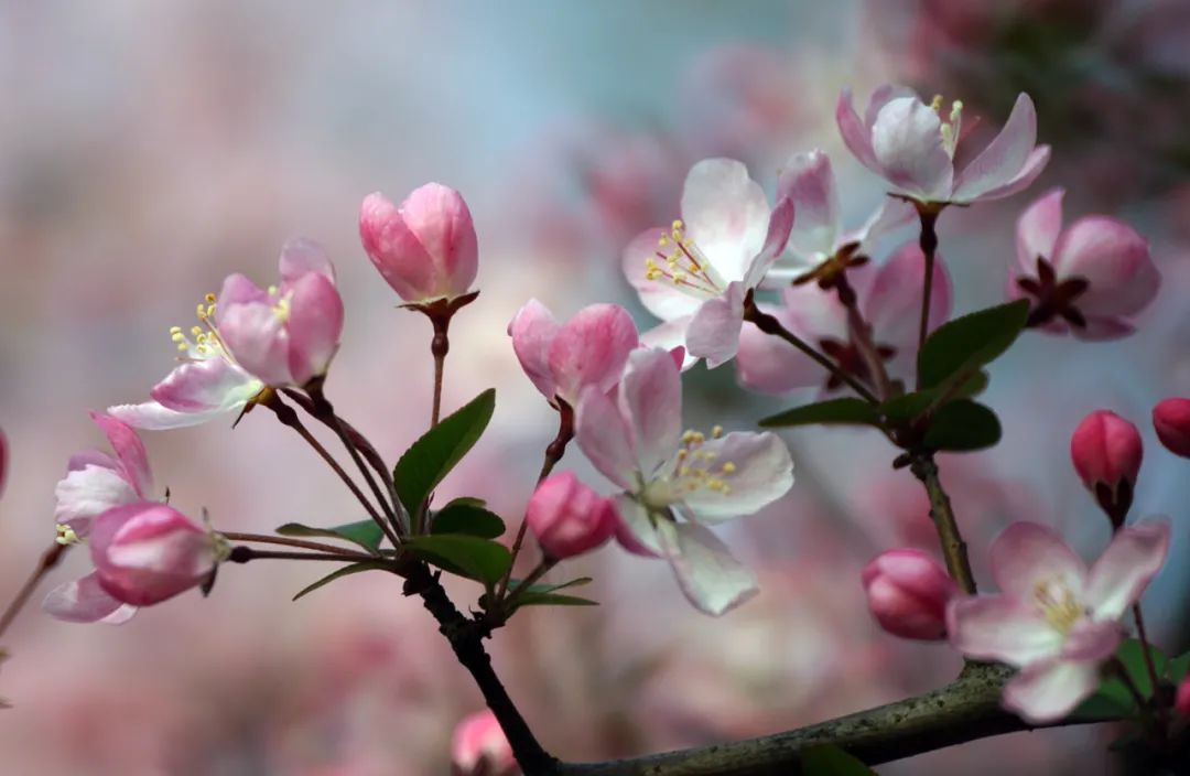 250mm折返镜头,500mm折返镜头焦距是多少