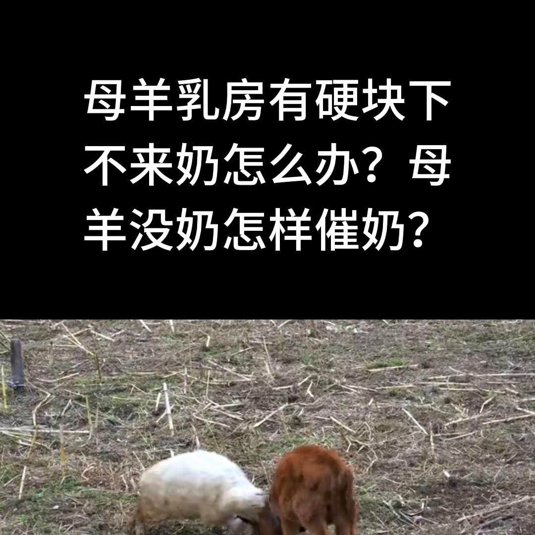 母羊奶有肿块不下奶怎么处理,母羊产后乳房有硬块不下奶怎么办