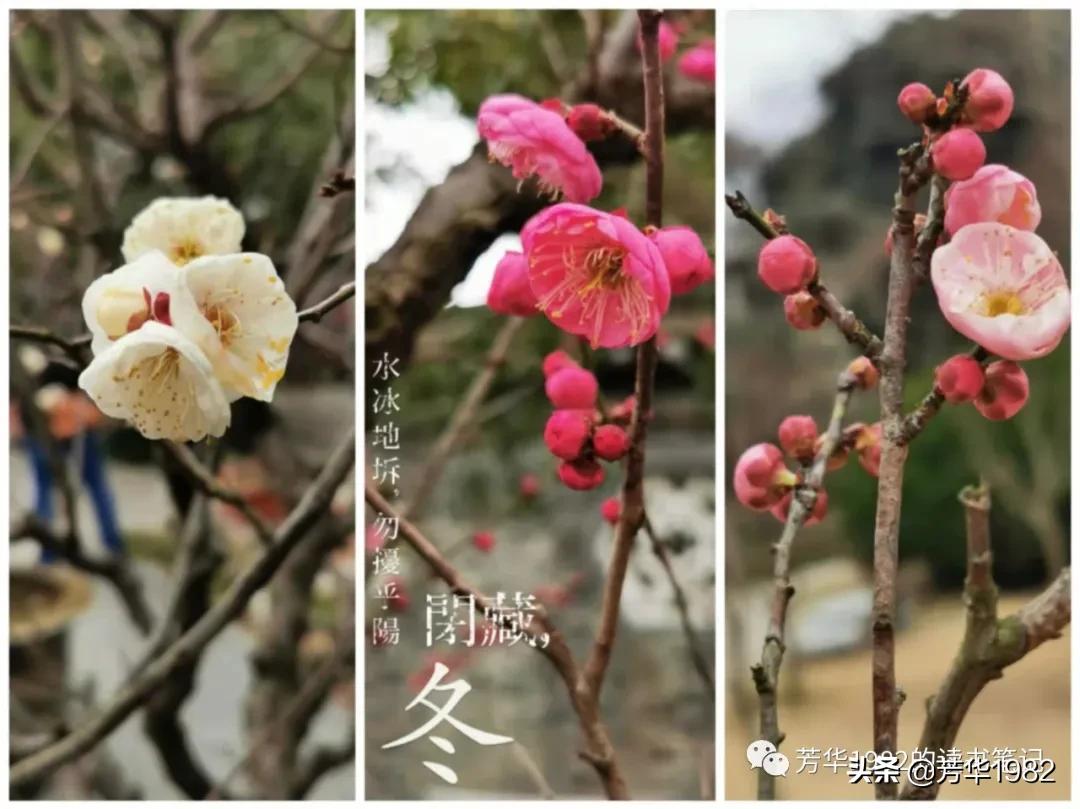 梅花图简介,历代名家梅花图