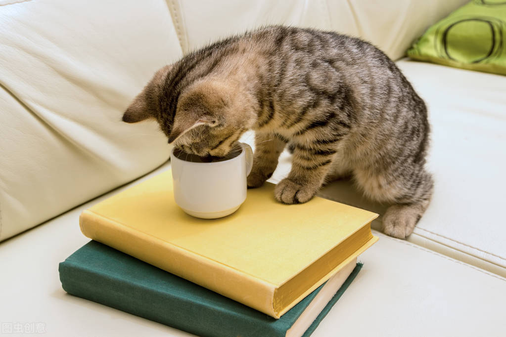 狗狗教育狗狗不能吃猫粮,狗狗吃猫粮有什么危害