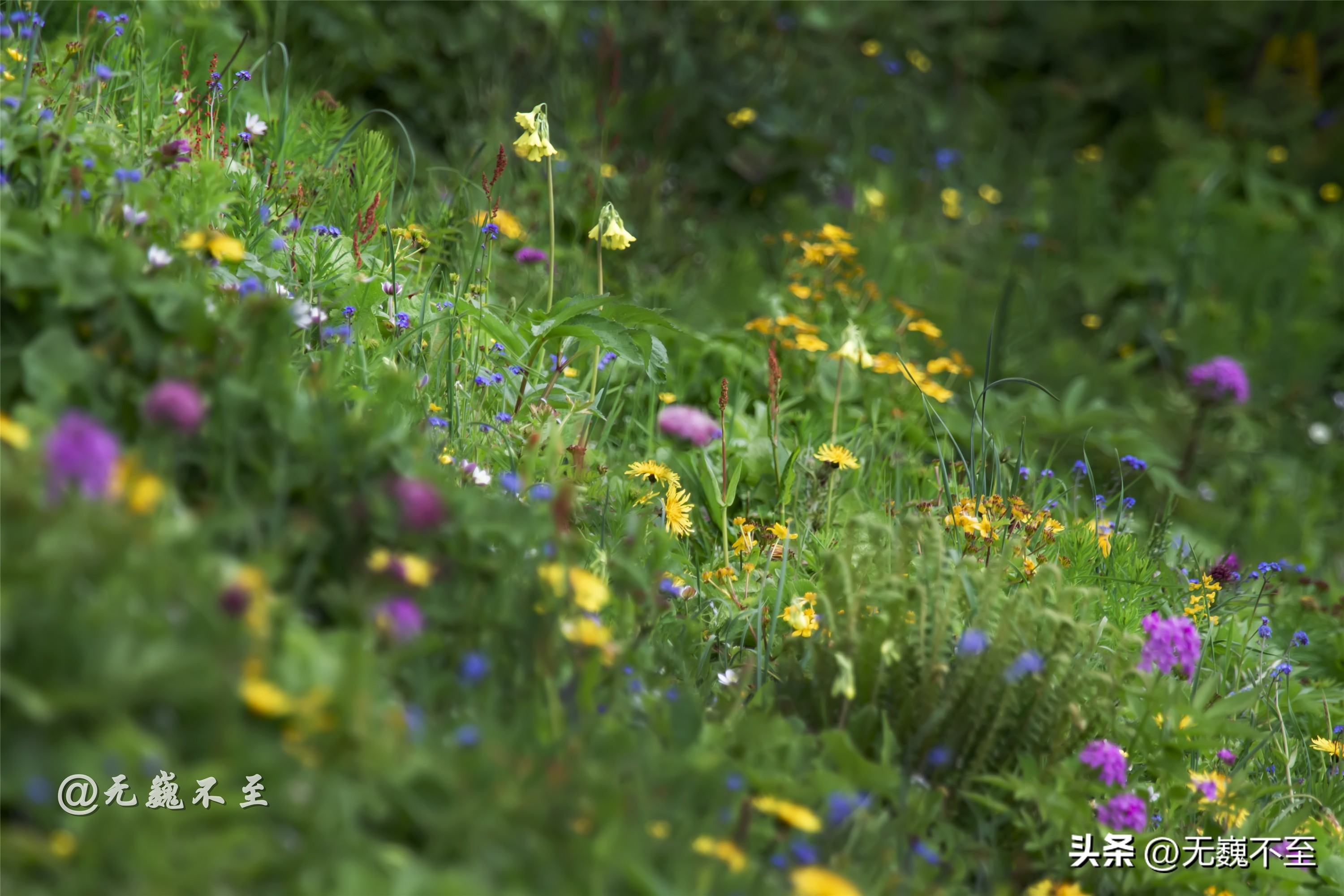 九顶归来不看花，但是这些花名你知道吗？科普一下不就认识啦