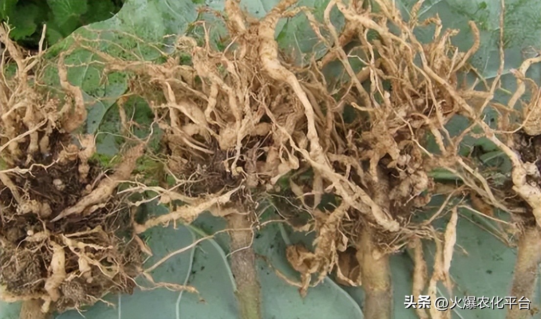 常见的杀线虫药剂有哪些,杀线虫的正确方法