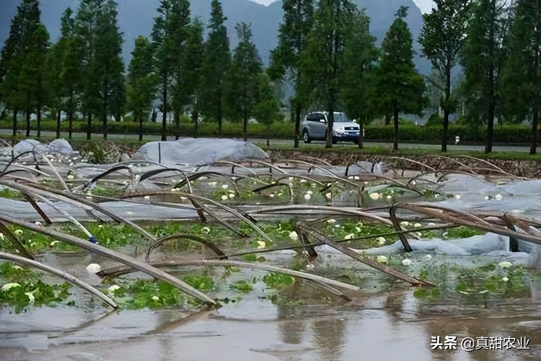 暴雨下的菜价，销区市场行情小幅反弹，产区整体稳定运行