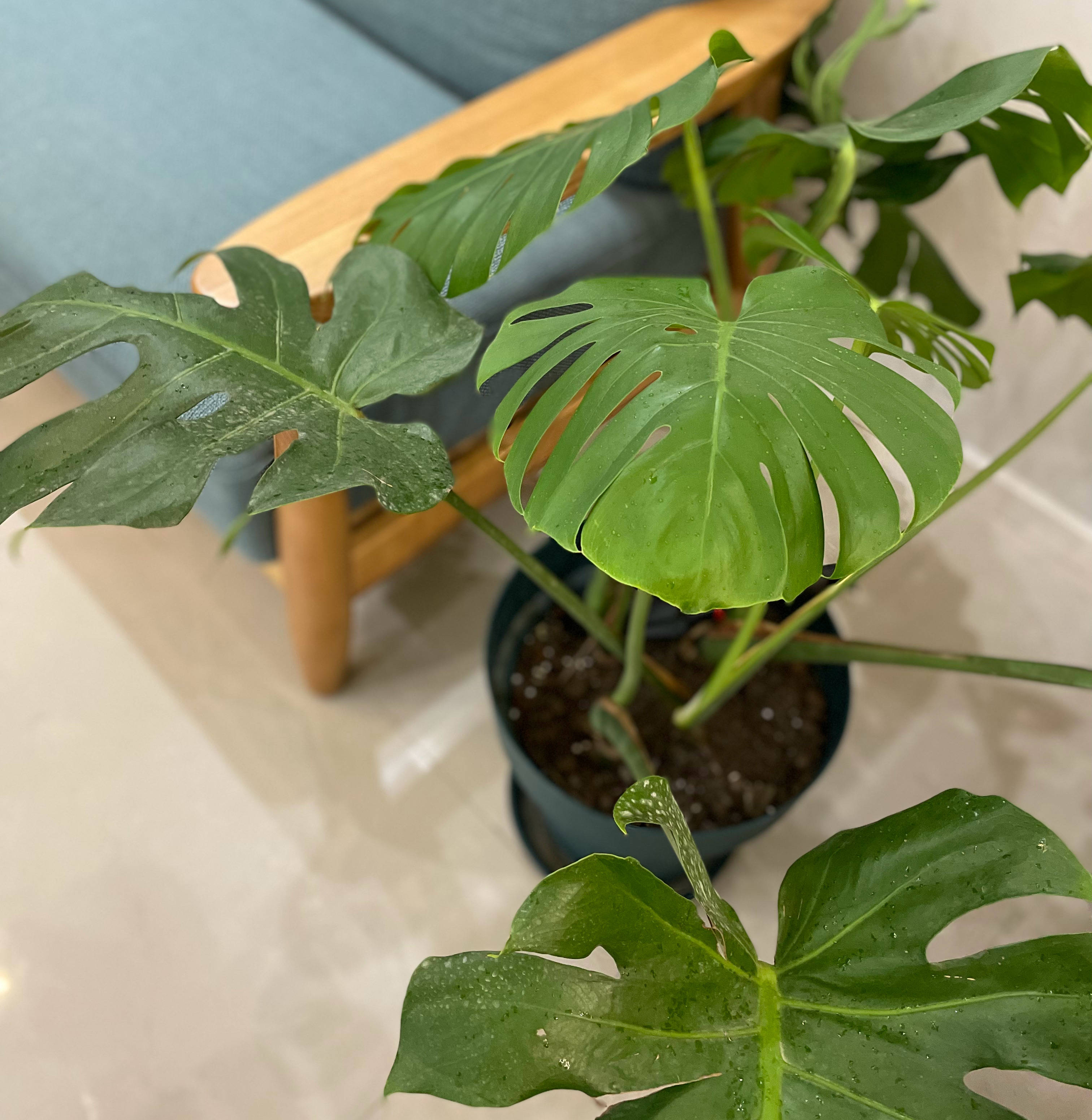 刚装修的房子里适合养什么花,刚装修好的房子养什么花最好