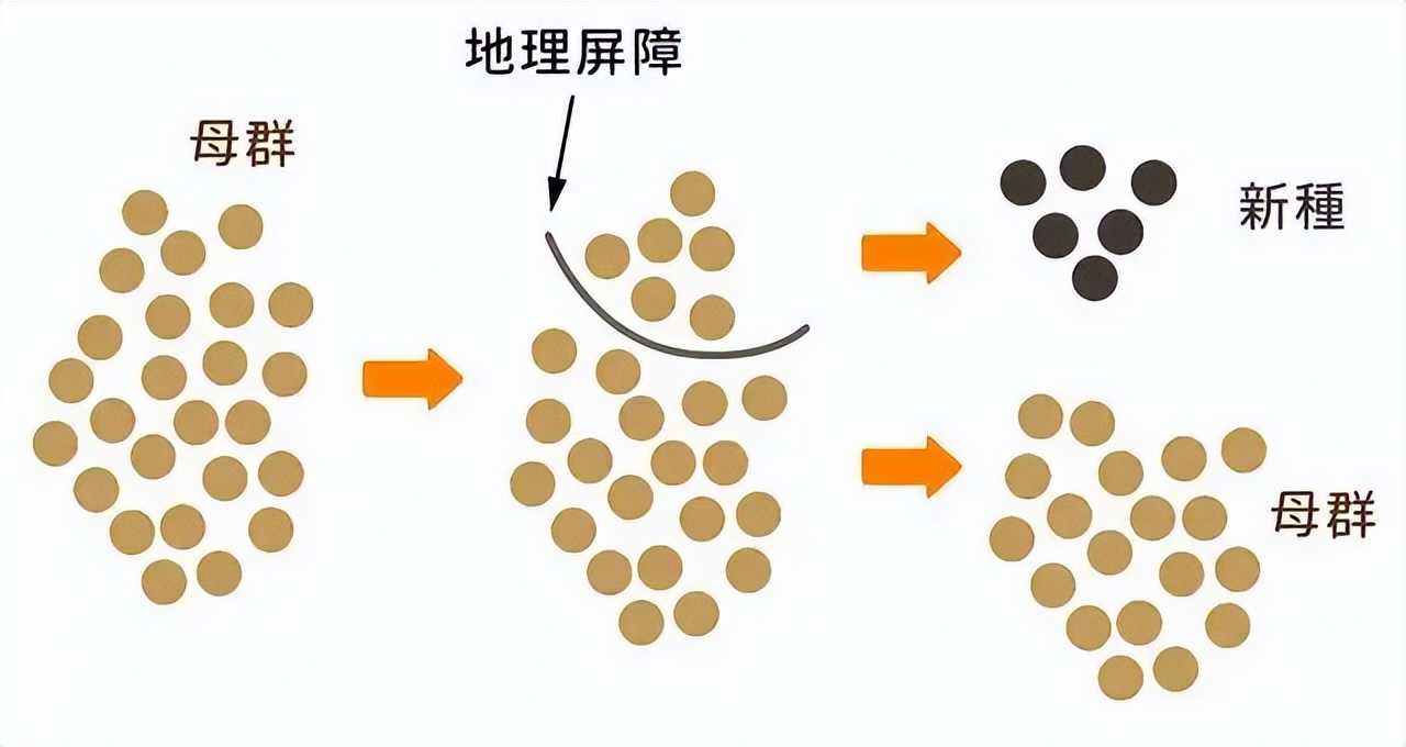 老虎狮子为什么可以杂交,为什么狮子和老虎能杂交