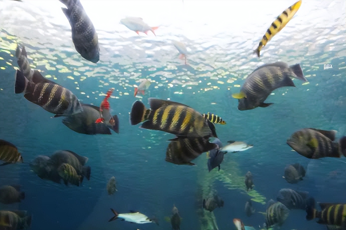 珠海长隆海洋王国水下走廊,世界级海洋乐园珠海长隆海洋王国