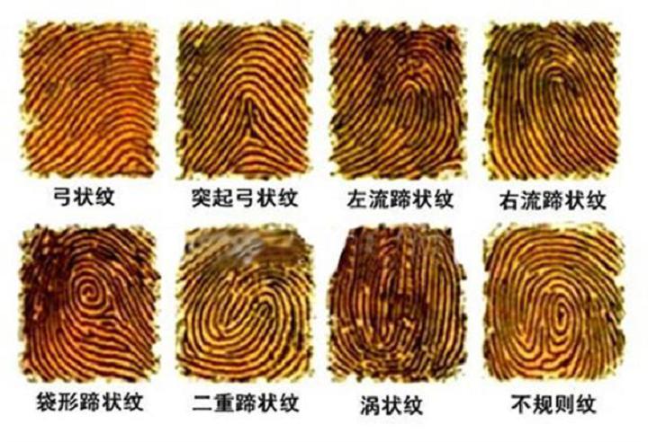 斗和簸箕的科学解释,斗纹和簸箕的科学论证