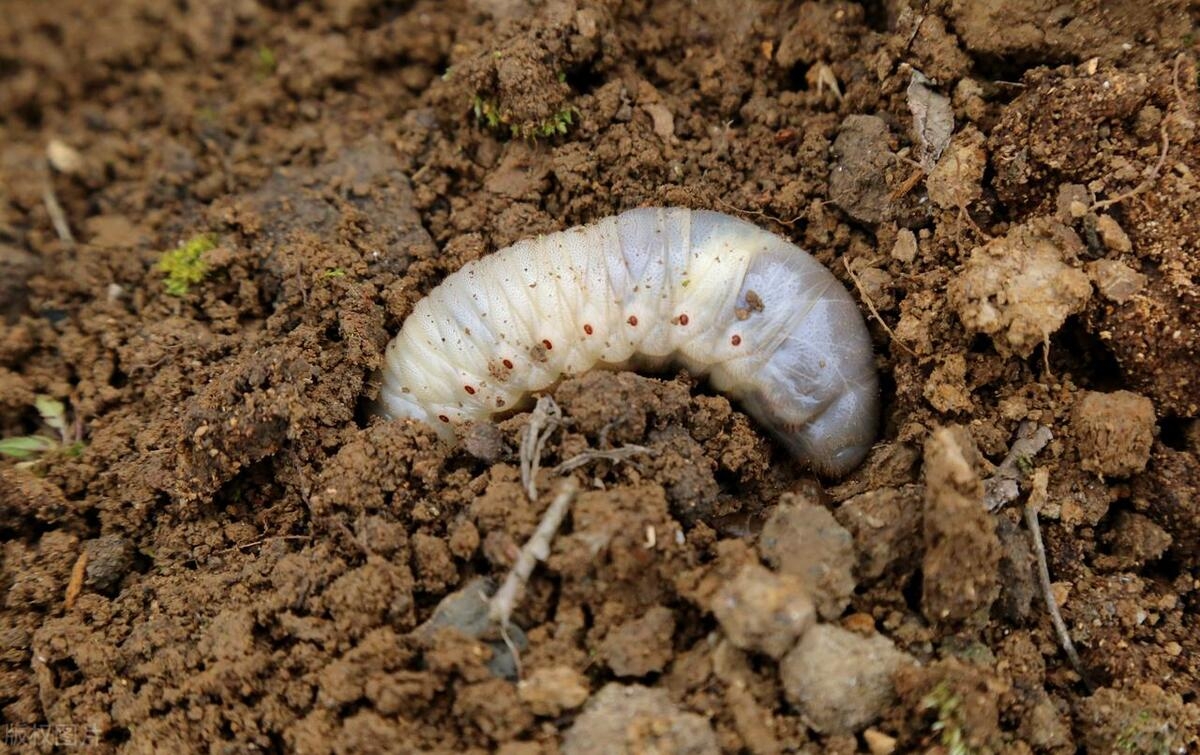 地里有很多土蚕如何处理最好方法,怎样消灭地里的地蚕