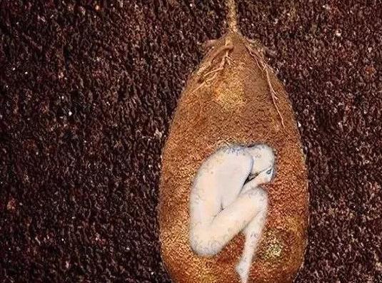 亚马逊发现巨兽是什么动物,亚马逊真实存在巨型生物吗