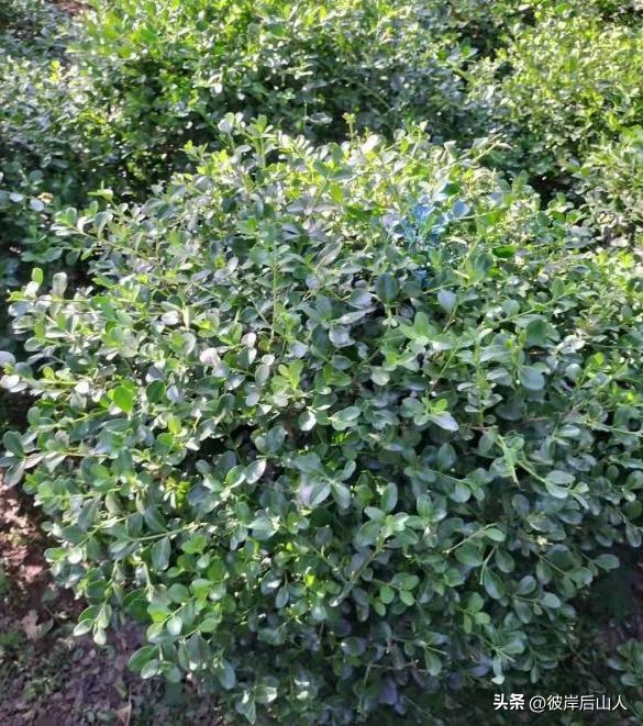 2023苗木价格一览表最新行情图,2023年度苗木价格分析报告