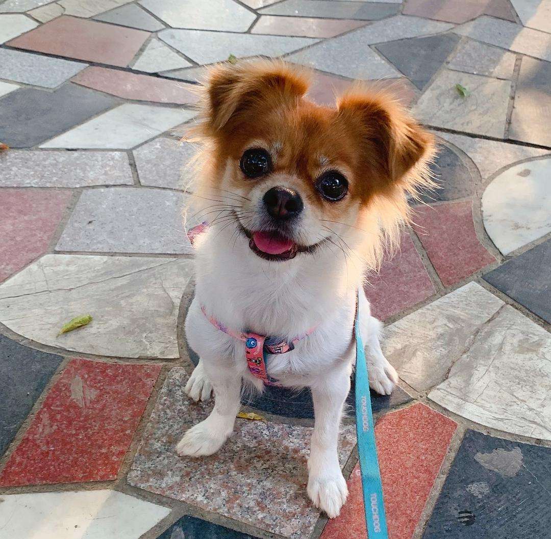 路上通常捡到的小奶狗是哪种狗,遇到这几种狗千万要抱回家