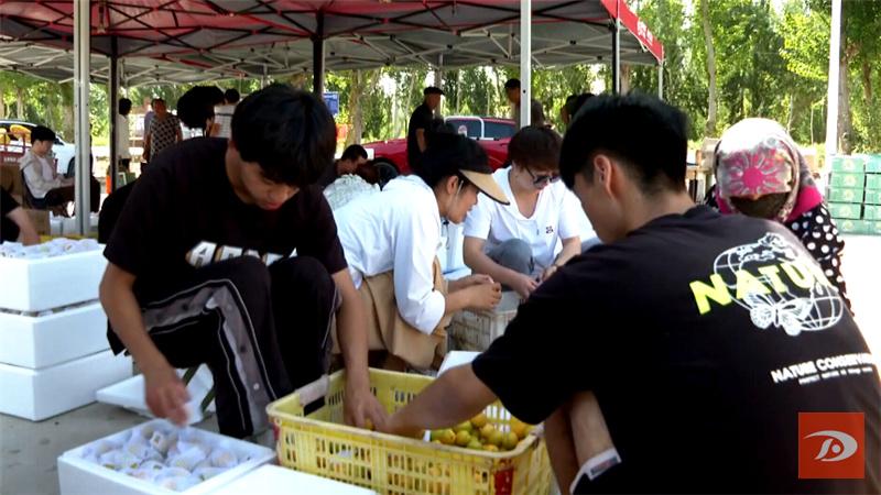 敦煌特产敦煌李广杏成熟上市,敦煌李广杏和其它李广杏的区别