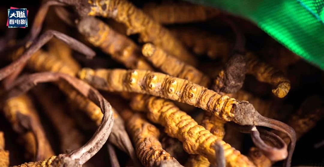 最后生还者第1集解说,最后生还者第1集