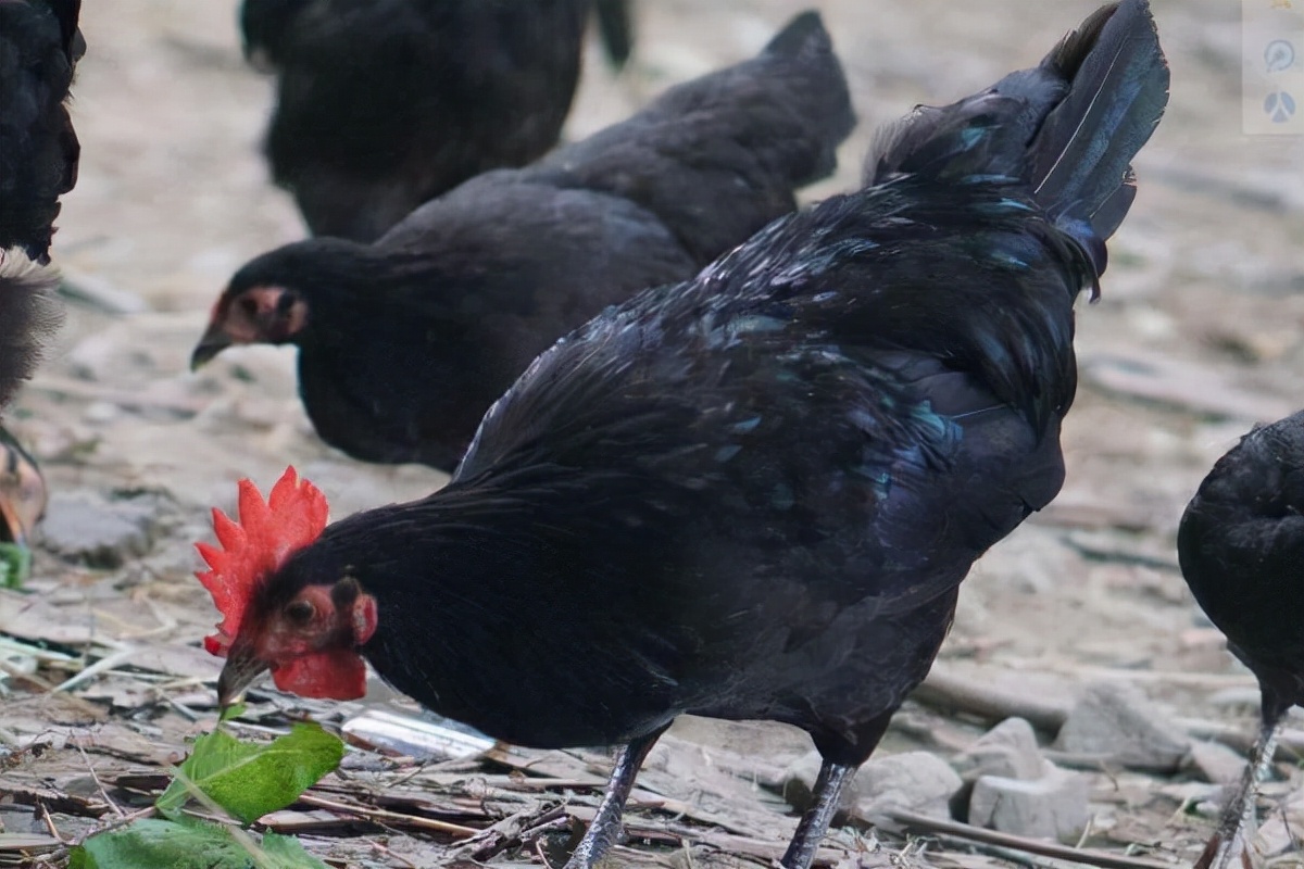 养殖鸡如何看公母,养了半年的鸡怎么分公母