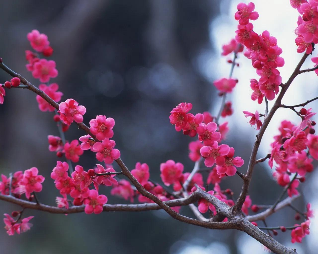 各国国花和各国国花区别,中国的国花各国的国花是什么