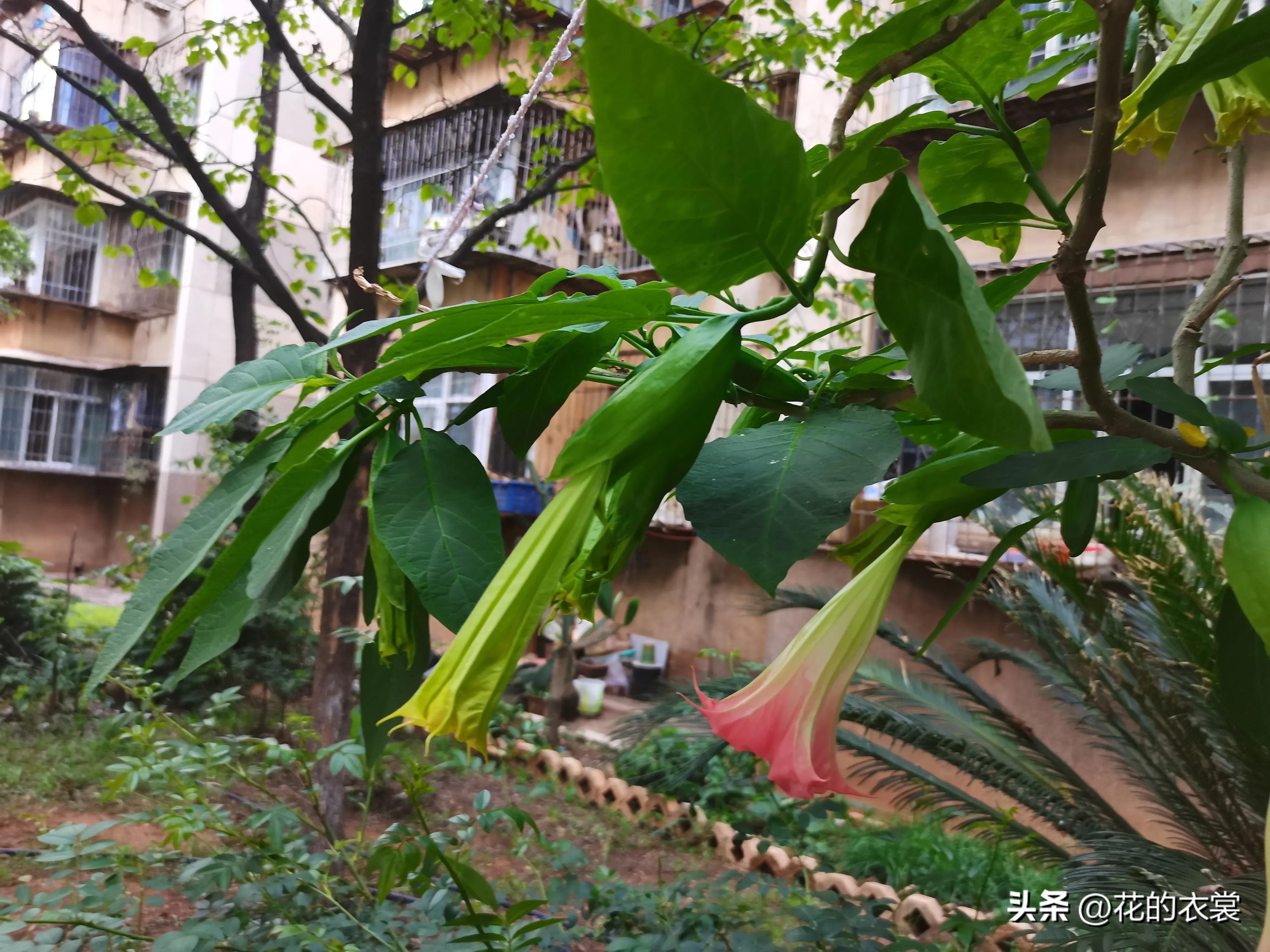 曼陀罗的果实是哪样的,曼陀罗的果子像什么样