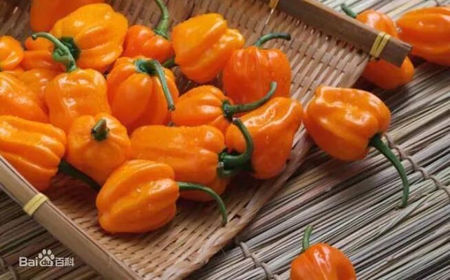 最辣的辣椒全球,全球超辣辣椒