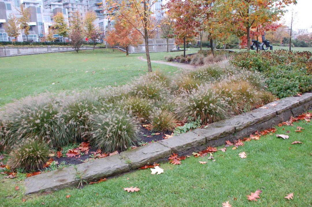 Nice兔meetyou,“属兔”的植物你知道多少?