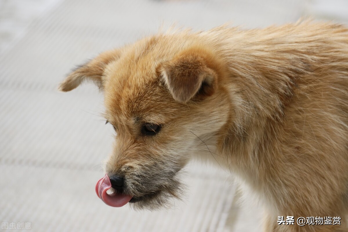 狗催吐法,狗催吐用肥皂水怎么操作