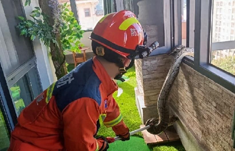 “蛇灭门”到底有多神奇？揭秘老人口中的杀蛇神器！