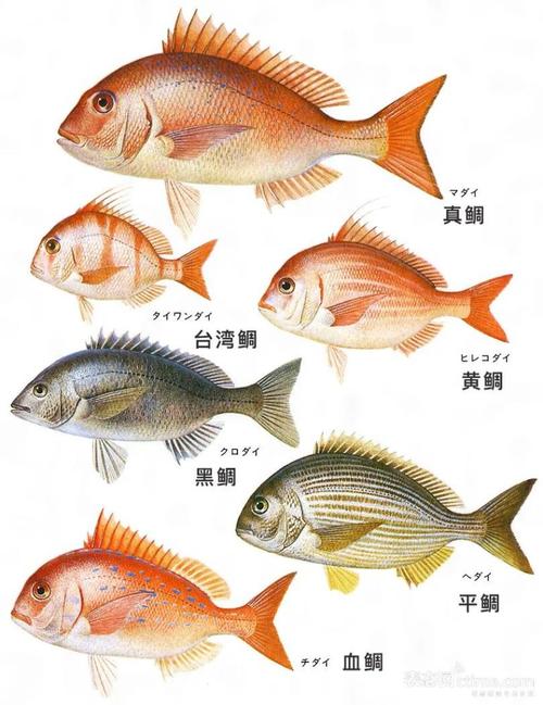 黑鲷钓鱼技术,钓黑鲷鱼的方法与技巧