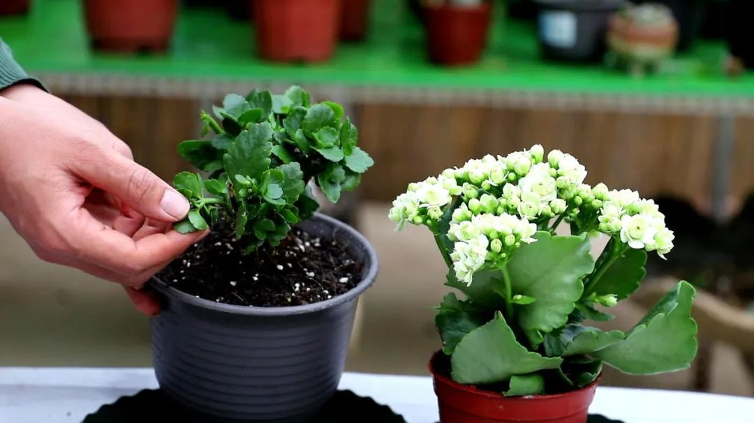 为什么花盆里的花不长,为什么花种播下去之后都不发芽