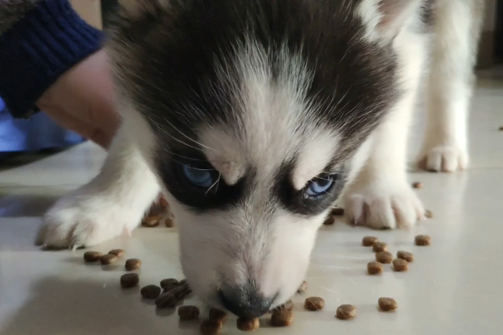 狗界最能吃的狗,狗界中最能吃的狗