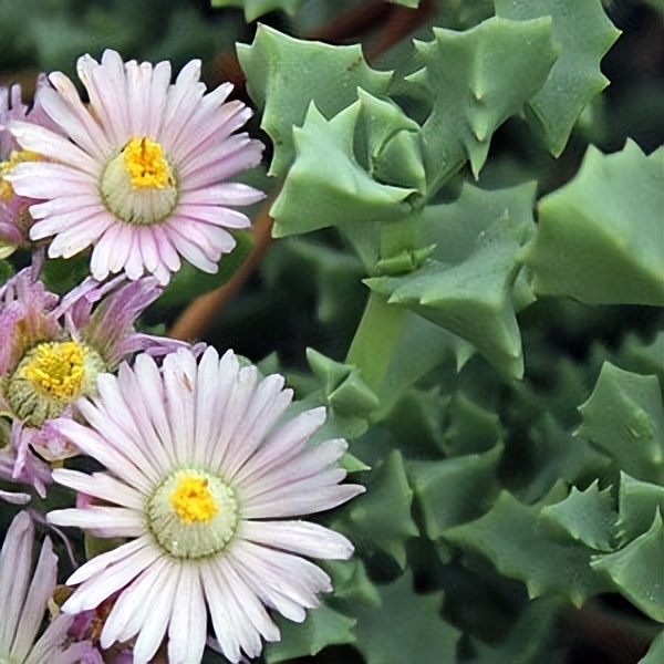 102个大类近500个多肉植物图片，都极其美丽，建议在家中也养一盆