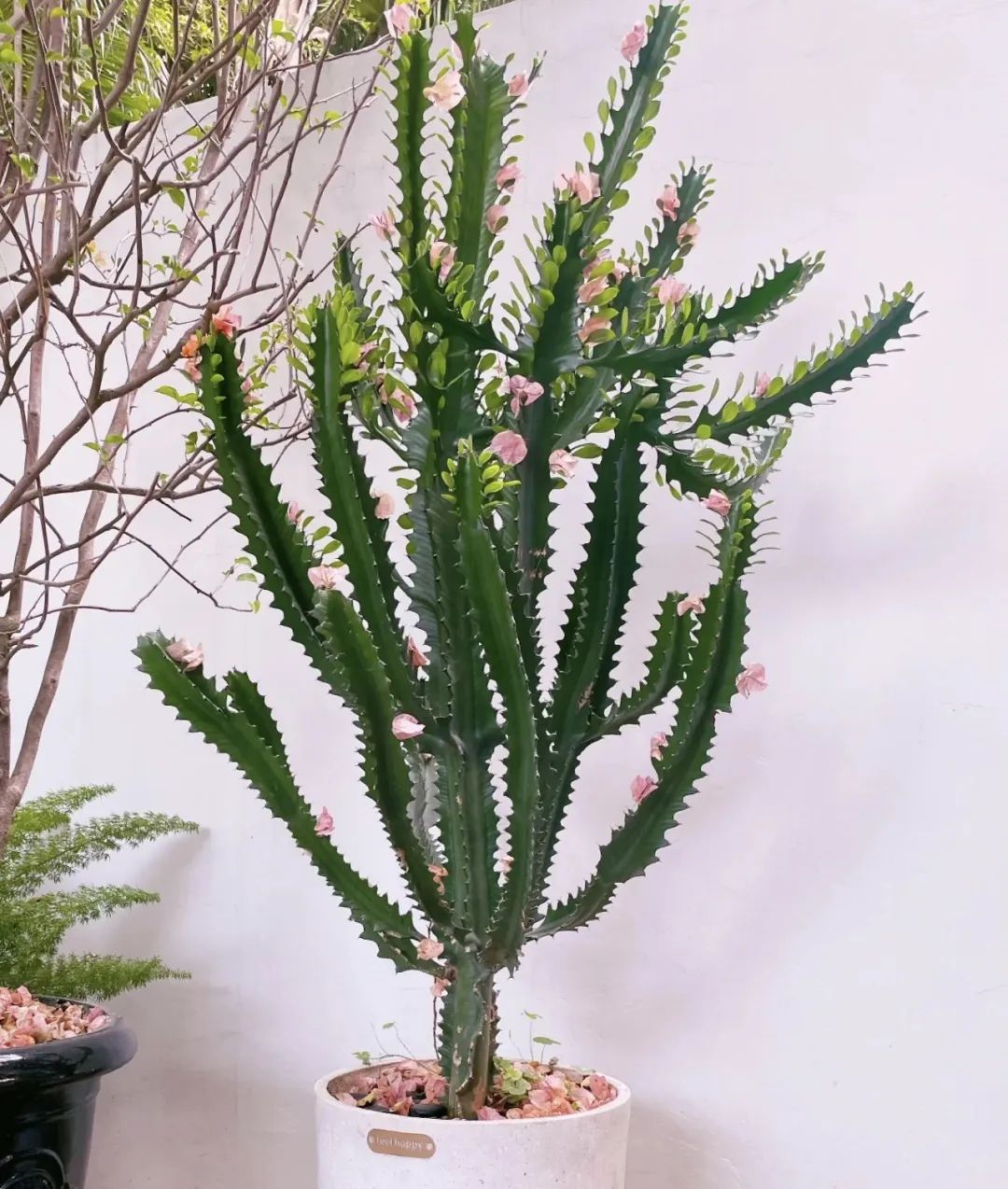 镇宅招财的植物有哪些,十大镇宅养什么植物好