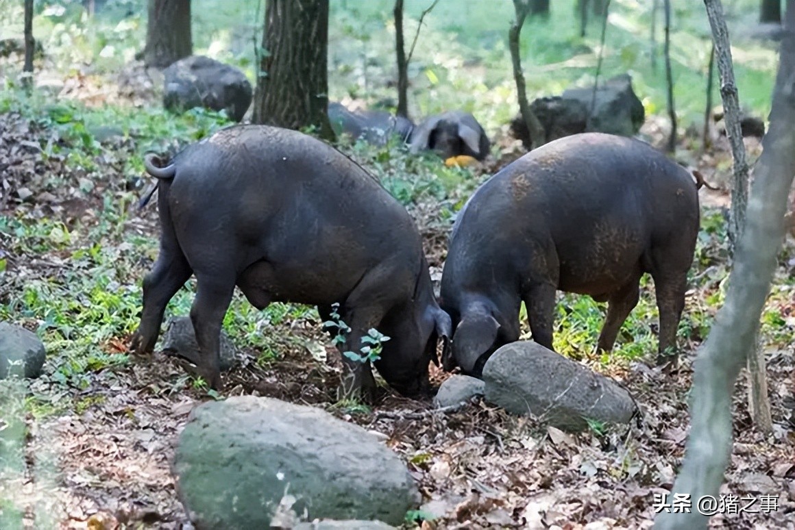 揭秘猪的秘密,猪的由来是啥