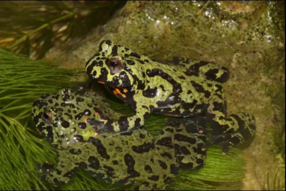 「原来欧洲有这么多种蛇？！」偷师卡塞尔的豢龙大师·下