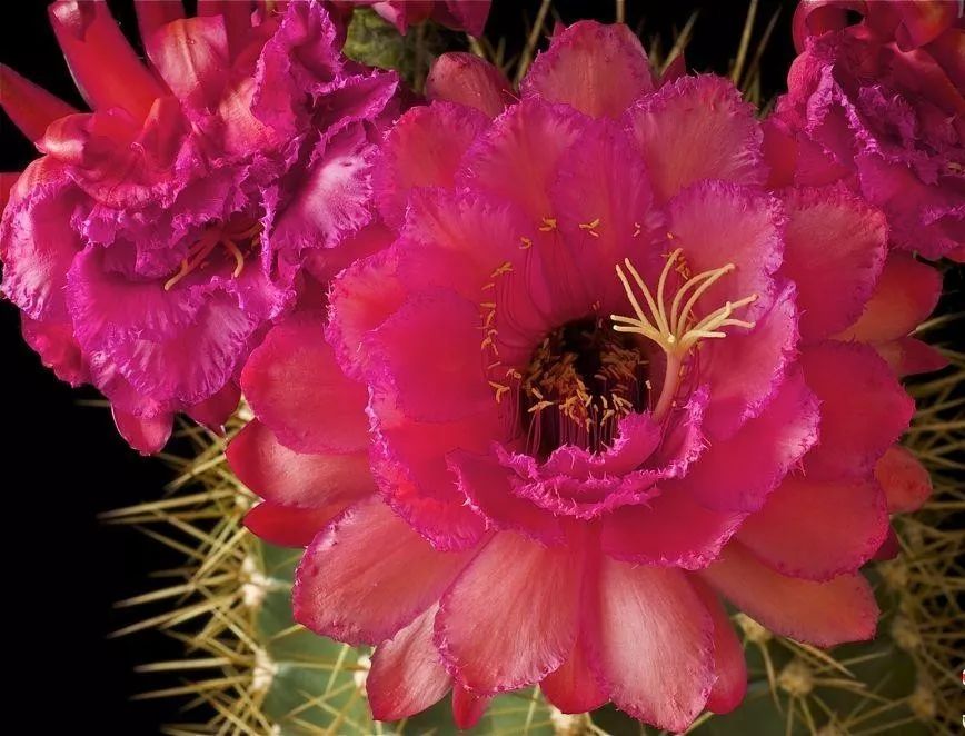 200种·仙人球开花图鉴，大开眼界，美到爆