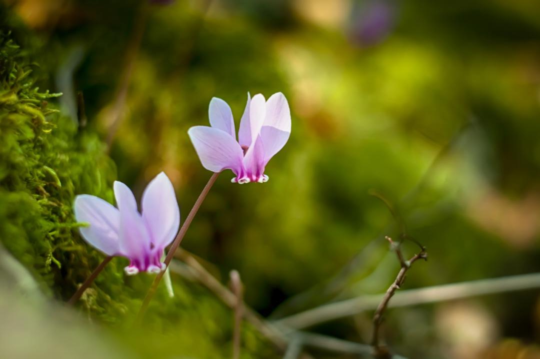 Nice兔meetyou,“属兔”的植物你知道多少?