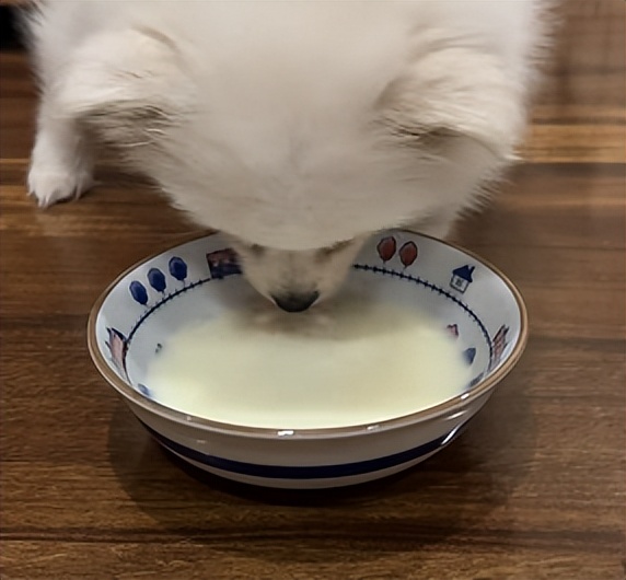 博美有泪痕处理方法,博美有泪痕怎么除掉