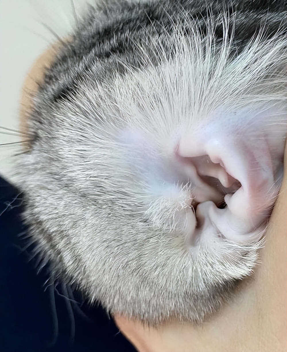 猫咪日常护理常识,猫咪护理需要哪些