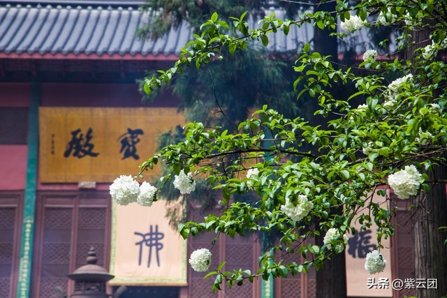 贪嗔痴三大罪行,如何破除贪嗔痴三毒