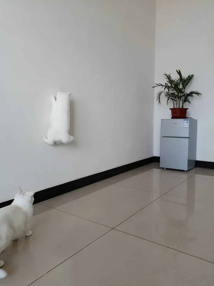 网友画“壁虎”想耍耍自家猫，可没想到…把全网的猫都给骗了