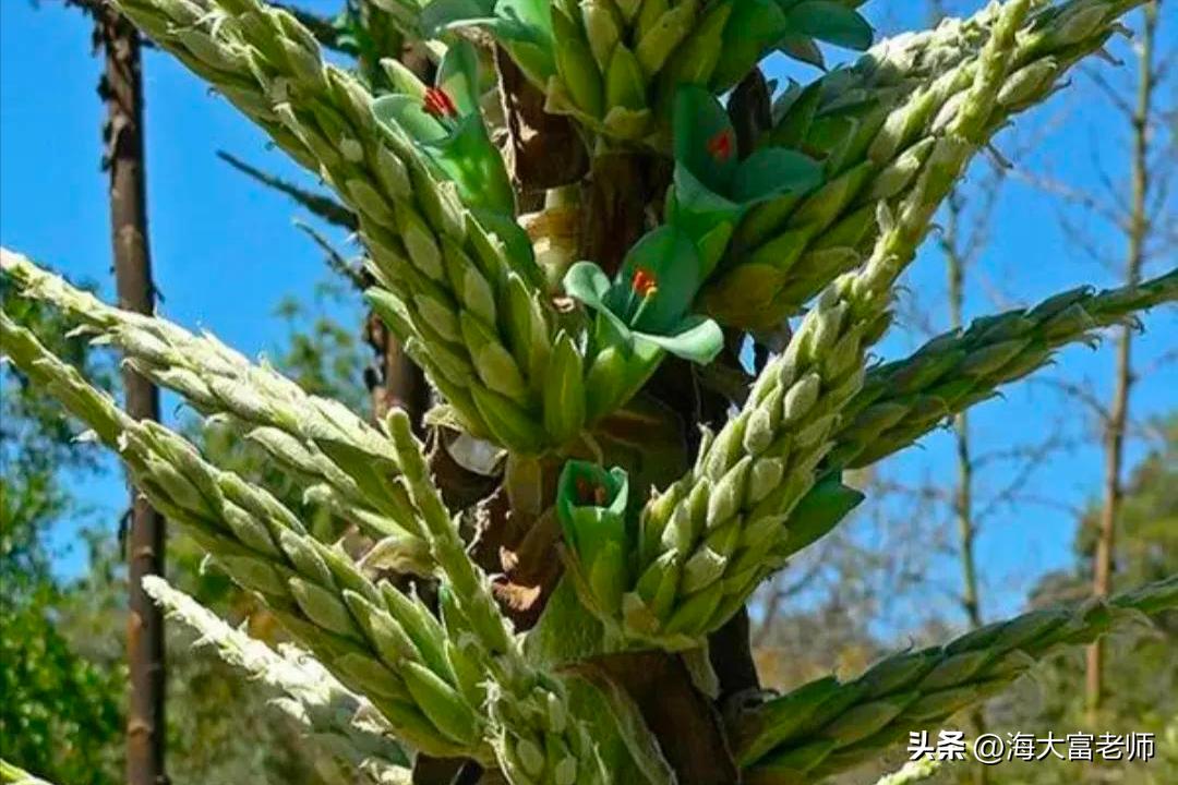 6种最危险的食肉植物,10种可怕食肉植物