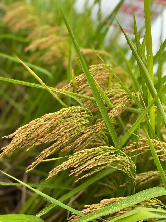 金色农华籼梗交新标杆、新升级——浙杭优220